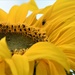Sunflower in part...........