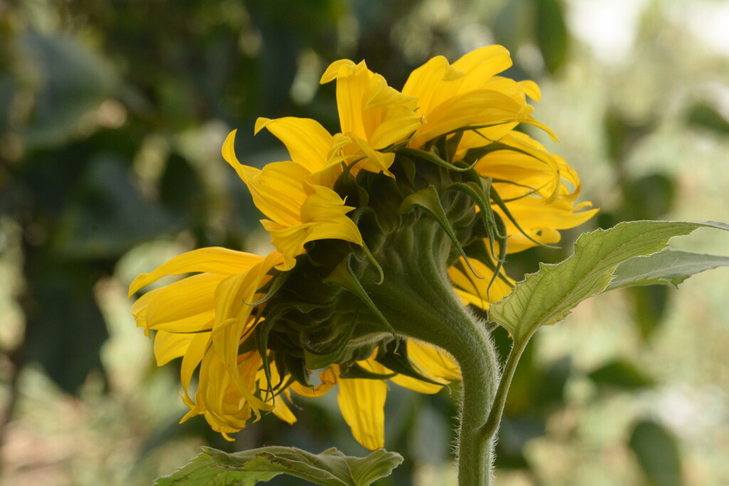 Sunflower still giving different pov....... by ziggy77