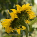 Sunflower still giving different pov.......