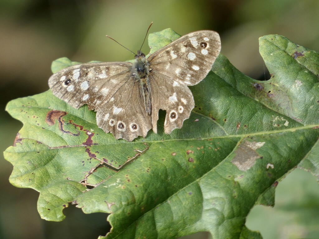 Speckled Wood by orchid99