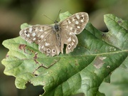21st Sep 2023 - Speckled Wood