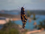 21st Sep 2023 - Two tiger moths (or one two headed tiger moth?) trying to clean my window. 