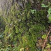 Moss