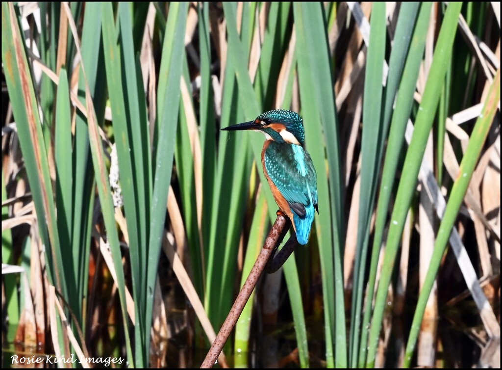 I was so pleased to see this lovely kingfisher today by rosiekind