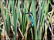 21st Sep 2023 - I was so pleased to see this lovely kingfisher today