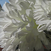 21st Sep 2023 - Floral Texture
