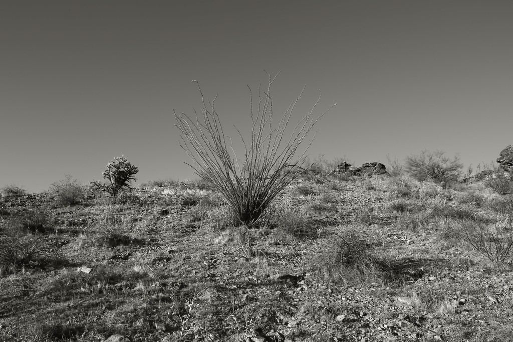 desertland by blueberry1222