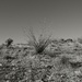 desertland