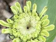21st Sep 2023 - Zinnia Flower
