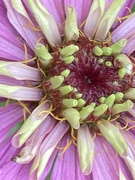 20th Sep 2023 - Zinnia Flower