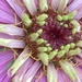Zinnia Flower by cataylor41