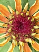 19th Sep 2023 - Zinnia Flower