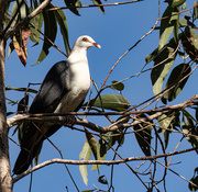 20th Sep 2023 - white headed pigeon