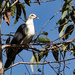 white headed pigeon by koalagardens