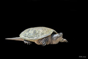 21st Sep 2022 - Beaver Island Turtle on Black