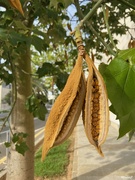 21st Sep 2023 - Seed pods