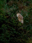 21st Sep 2023 - Barn Owl.