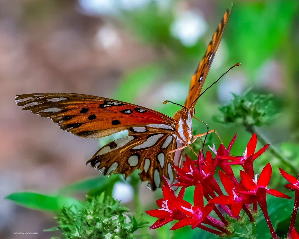Gulf Fritillary Butterfly by photographycrazy