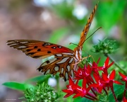 21st Sep 2023 - Gulf Fritillary Butterfly