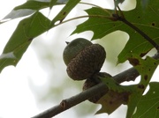 22nd Sep 2023 - Pin oak acorns...