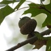 Pin oak acorns...
