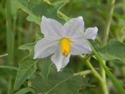 21st Sep 2023 - Carolina Horsenettle Flower