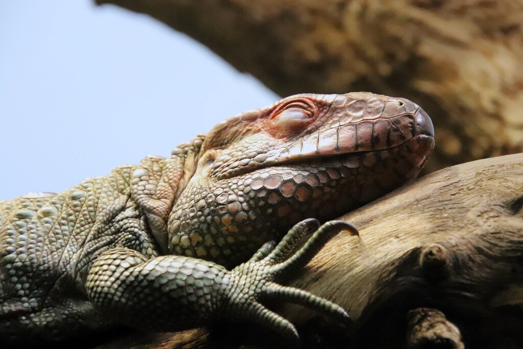 Sleeping Lizard by randy23