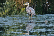 21st Sep 2023 - Heron at the Pond