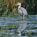 Heron at the Pond
