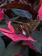 20th Aug 2023 - Flutterby