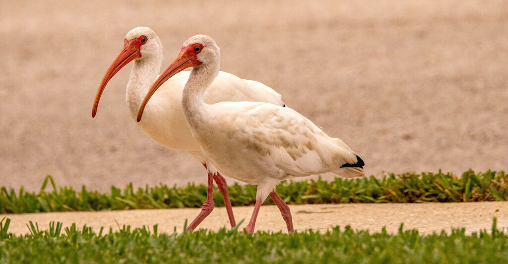 The Ibis, Just Strolling Along! by rickster549