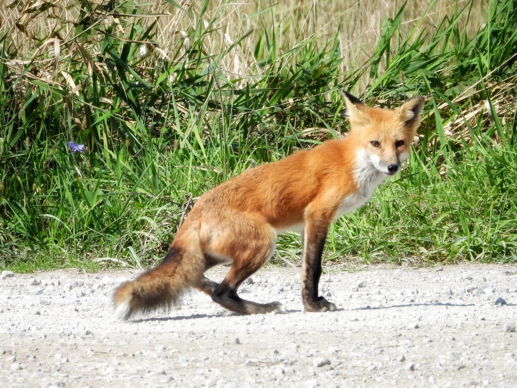 fox sighting by amyk