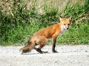 21st Sep 2023 - fox sighting