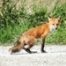 fox sighting by amyk