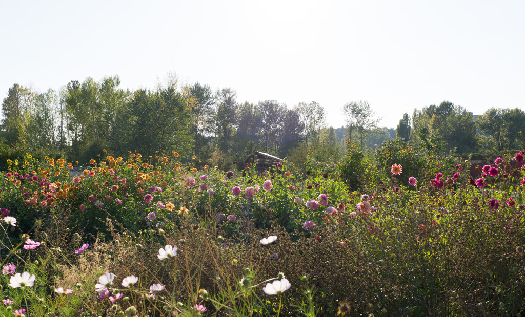 Dahlia patch in the September afternoon by cristinaledesma33