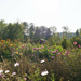 Dahlia patch in the September afternoon