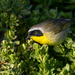 Common Yellowthroat by nicoleweg