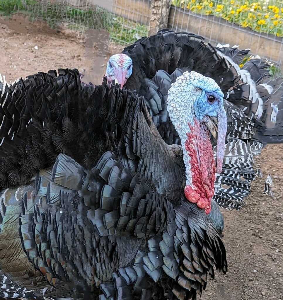 Turkey Face by harbie