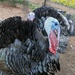 Turkey Face