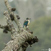 kingfisher in th rain by yorkshirekiwi