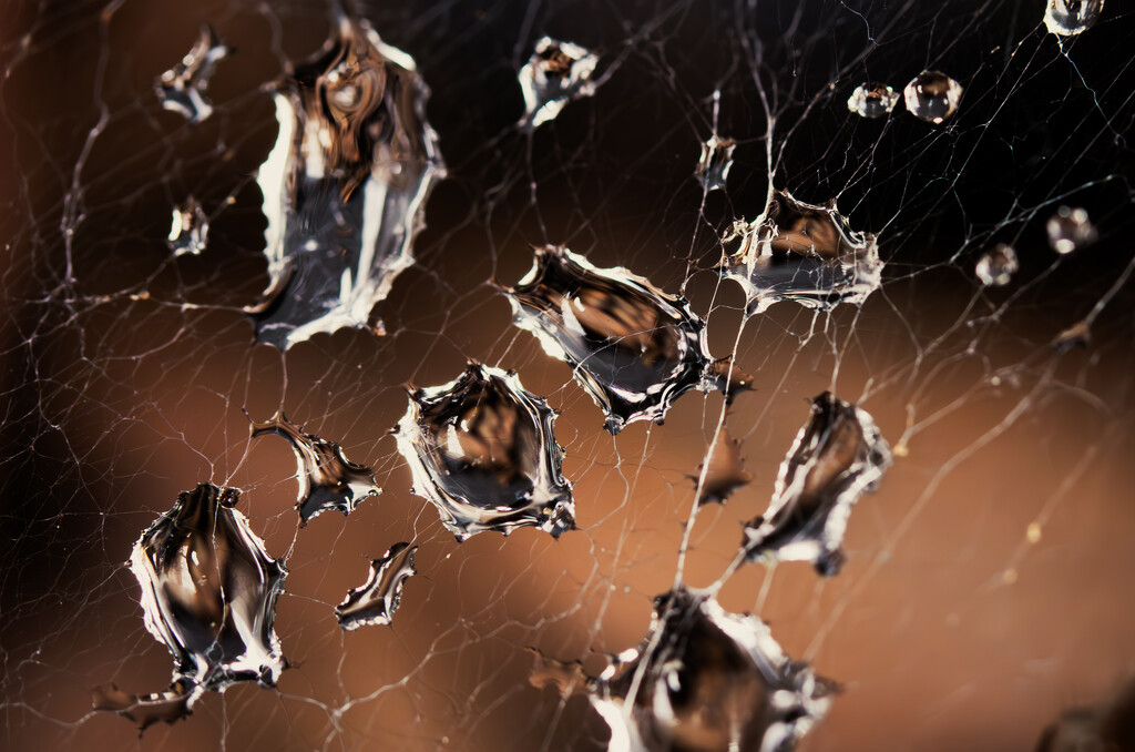 Water droplets in a web by 365projectclmutlow