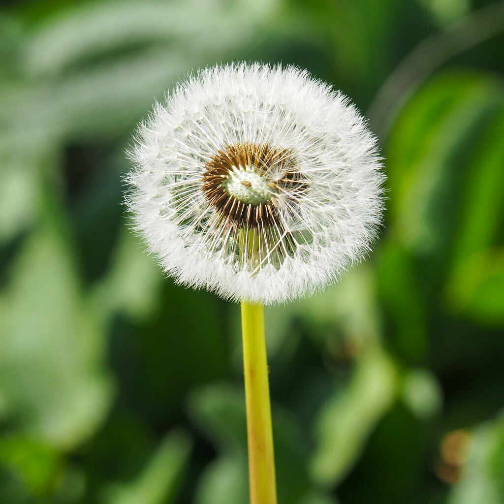 Dandelion Clock by alison365