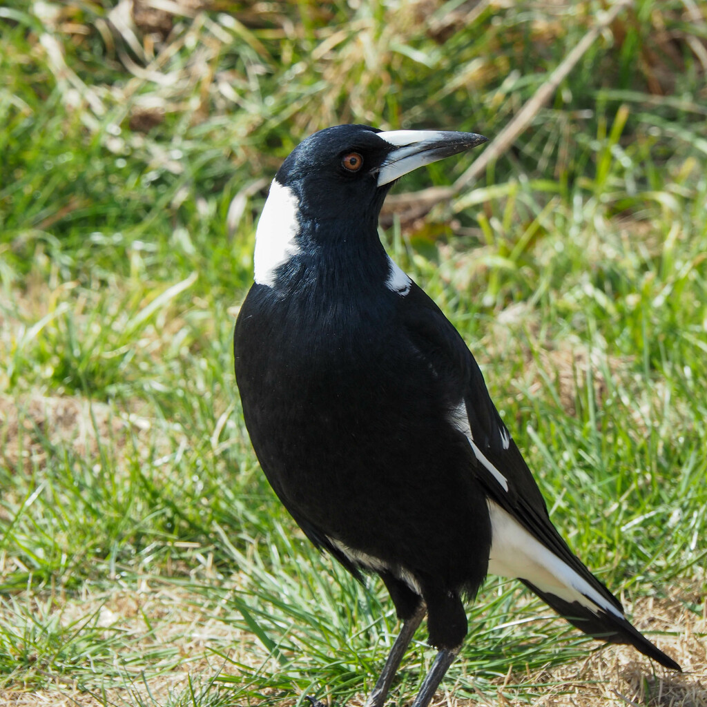 Magpie on the alert by alison365