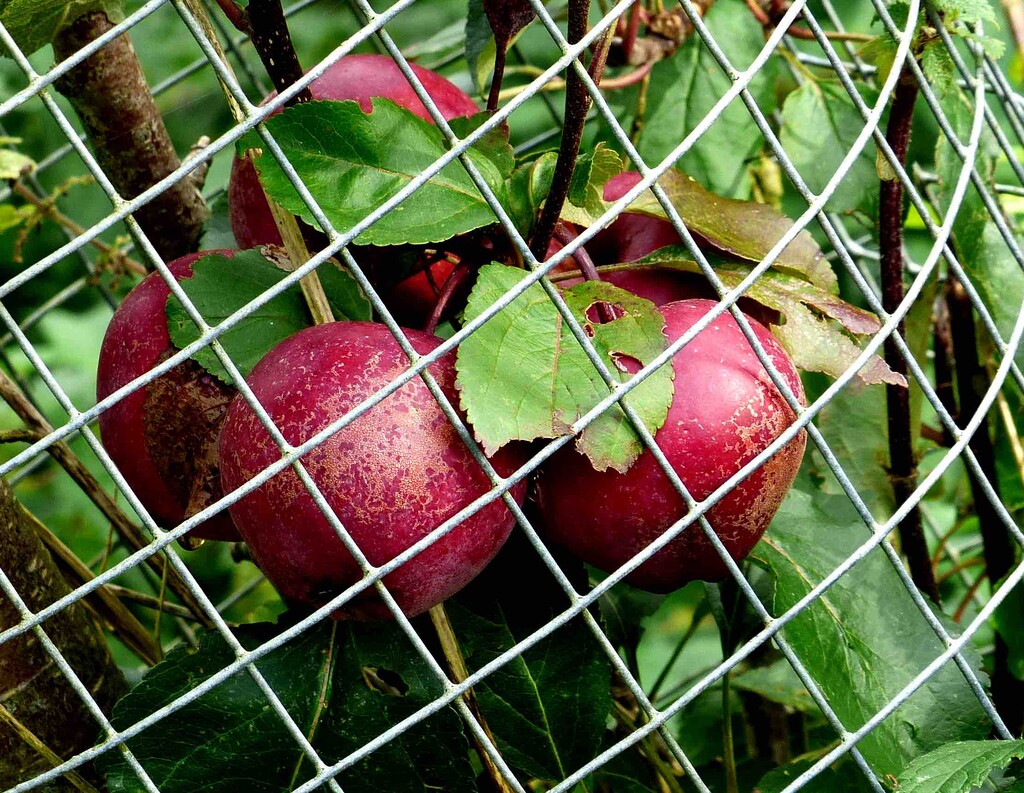 Red Apples by arkensiel