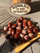 22nd Sep 2023 - First conkers
