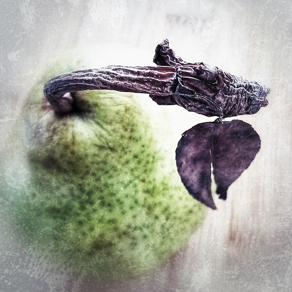 Stem and leaf..and pear by aq21