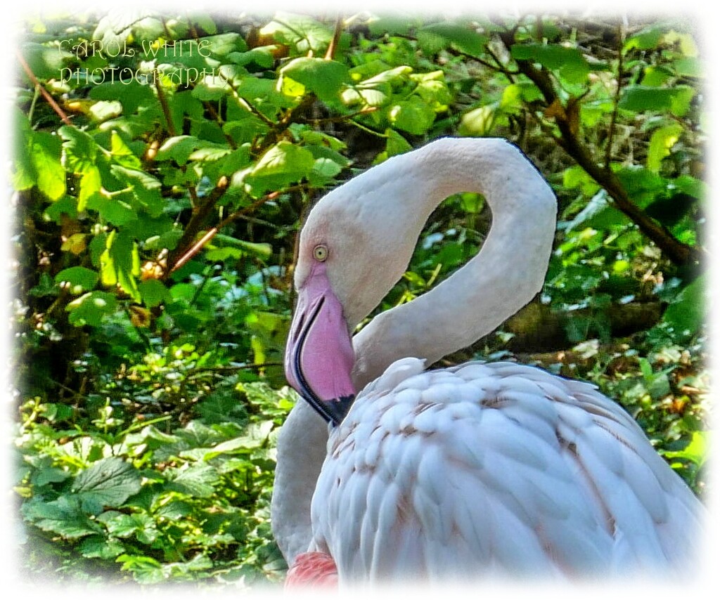 Flamingo Friday by carolmw