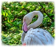 22nd Sep 2023 - Flamingo Friday