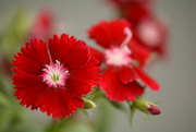 22nd Sep 2023 - Festival deep red Dianthus.......