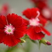Festival deep red Dianthus.......